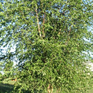 Mature tree with open habit, small leaves and exfoliating bark planted in the lawn