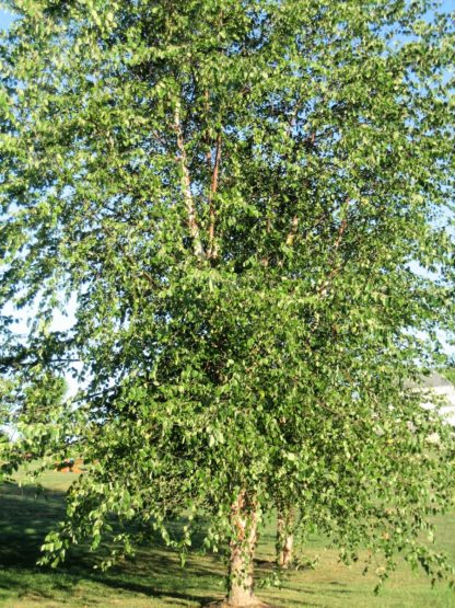 Mature tree with open habit, small leaves and exfoliating bark planted in the lawn