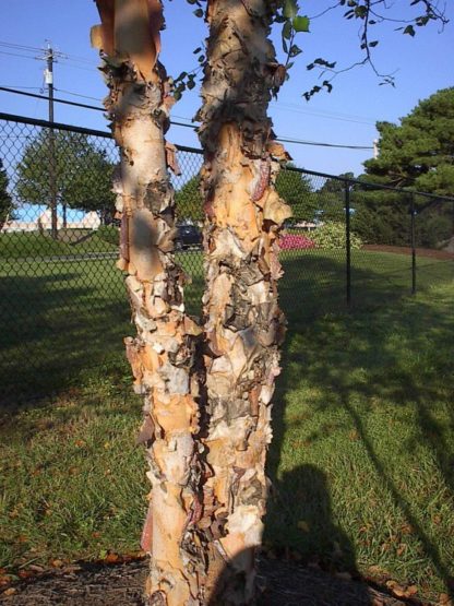 Close-up of two tree trunks with exfoliating bark planted in the ground