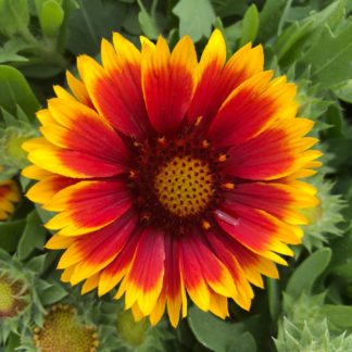 Close-up of bright-yellow, daisy-like flower, with red ring in center along with yellow flower buds