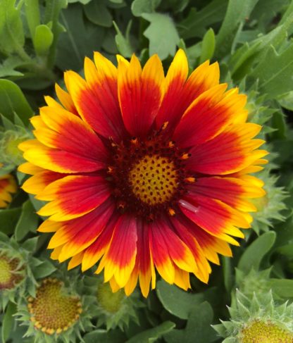 Close-up of bright-yellow, daisy-like flower, with red ring in center along with yellow flower buds