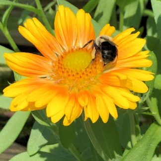 Close-up of apricot-yellow, daisy-like flower with a bumble bee in center