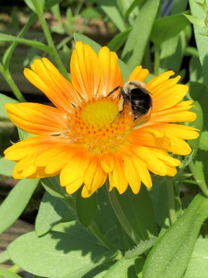 Close-up of apricot-yellow, daisy-like flower with a bumble bee in center