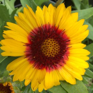 Close-up of bright-yellow, daisy-like flower, with red ring in center