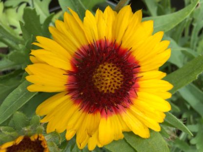 Close-up of bright-yellow, daisy-like flower, with red ring in center