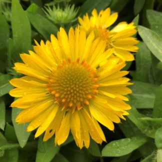 Close-up of bright-yellow, daisy-like flowers, flower bud and green leaves