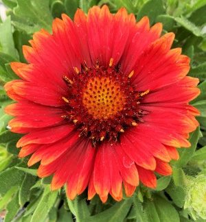 Close-up of bright-red, daisy-like flower, with golden-yellow on the tips of the petals