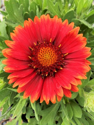 Close-up of bright-red, daisy-like flower, with golden-yellow on the tips of the petals