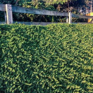 Spreading plant with blue-green needles in front of wooden fence