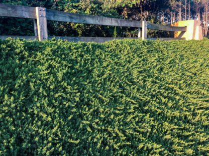 Spreading plant with blue-green needles in front of wooden fence