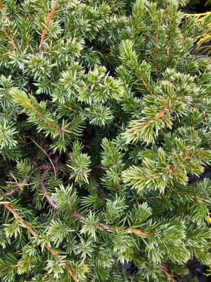 Close-up of blue-green needled foliage