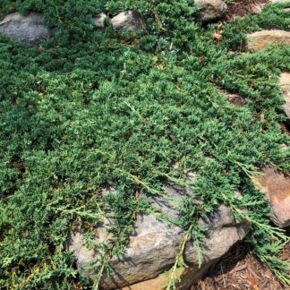 Spreading plant with blue-green needles growing over rocks in garden