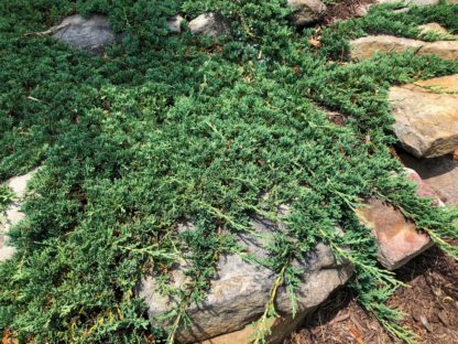 Spreading plant with blue-green needles growing over rocks in garden