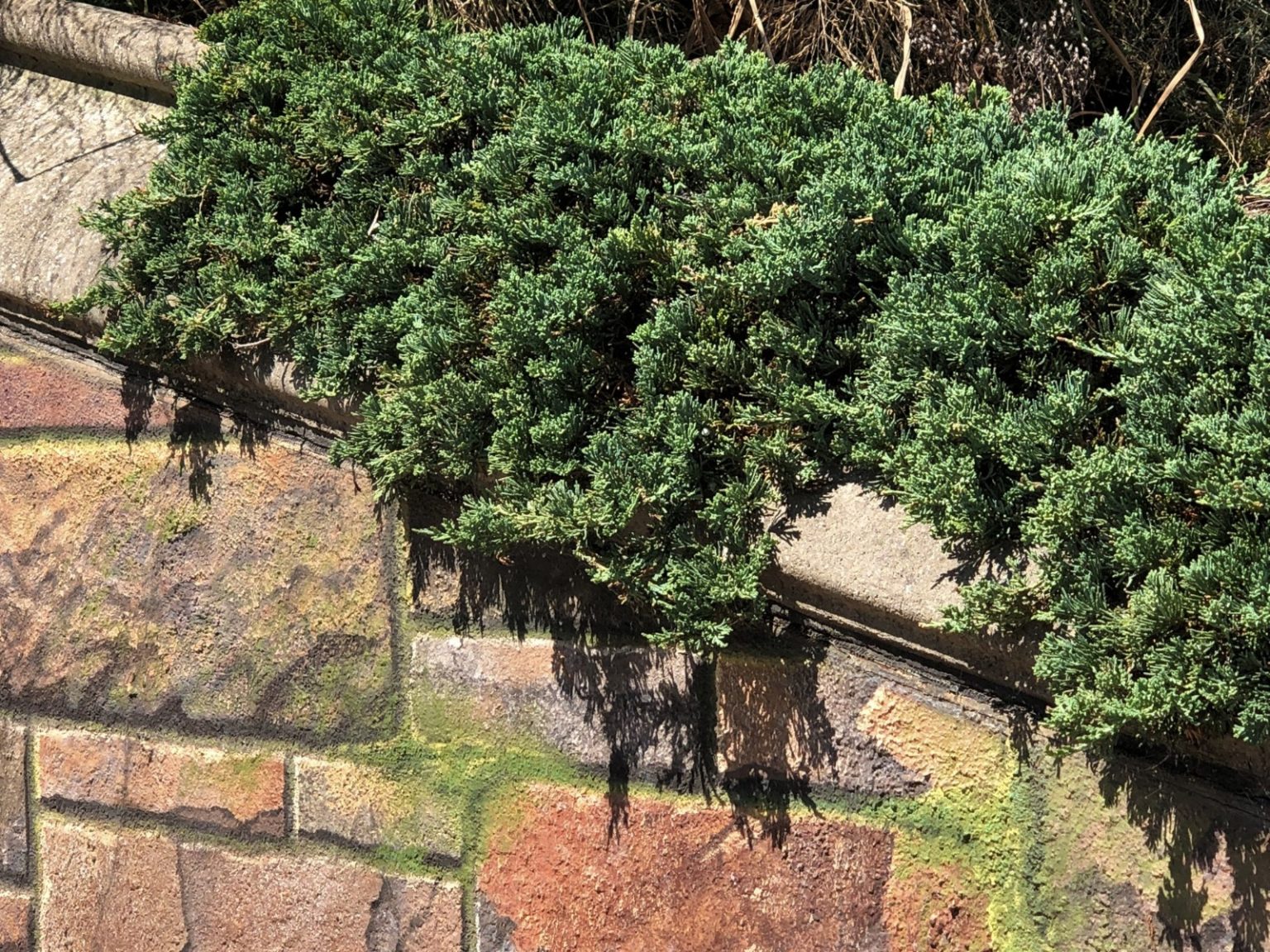 Buy Blue Rug Juniper Plants Online Stadler Nurseries