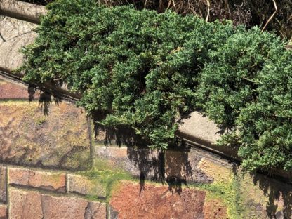 Plant with blue-green needles trailing over stone wall