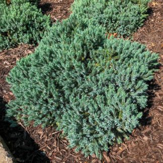 blue star planted in garden