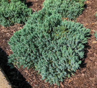 blue star planted in garden