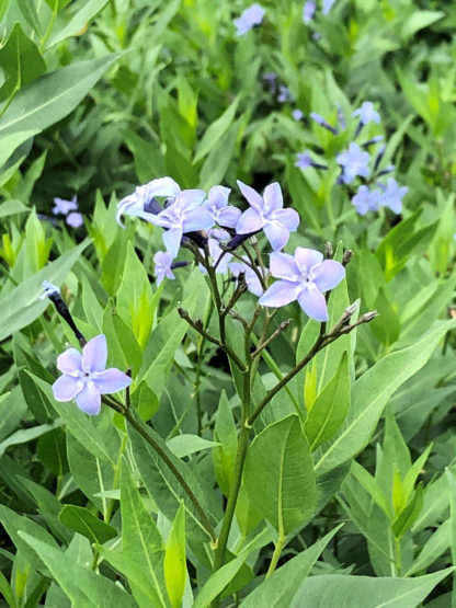 Star-shaped, light-blue flowers over green foliage