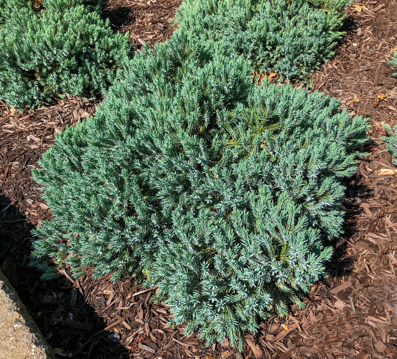 9cm Pots Dwarf Conifer Blue Star Juniperus Squamata Rockery Shrub 3 Pack 