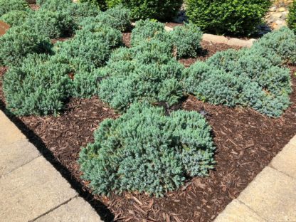 blue stars planted in garden