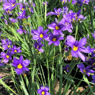 Tiny, bluish-purple flowers with yellow centers bloom along grass-like leaves