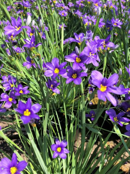 Tiny, bluish-purple flowers with yellow centers bloom along grass-like leaves