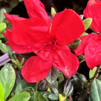 Close-up of red flowers surrounded by small green leaves