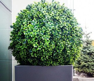 Boxwood Evergreen Shrubs