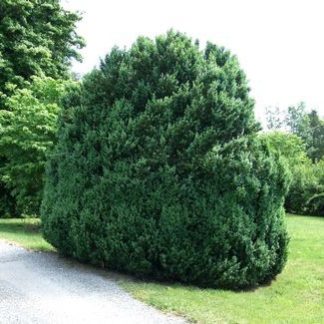 Mature, round green shrub planted next to driveway