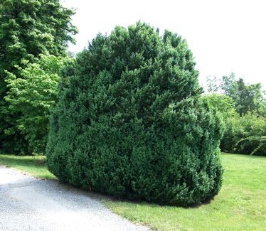 american boxwood by pathway