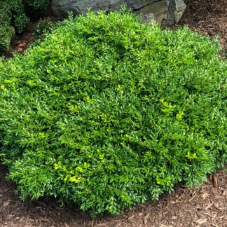 Compact, round shrub planted in mulch