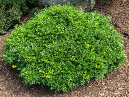 Compact, round shrub planted in mulch