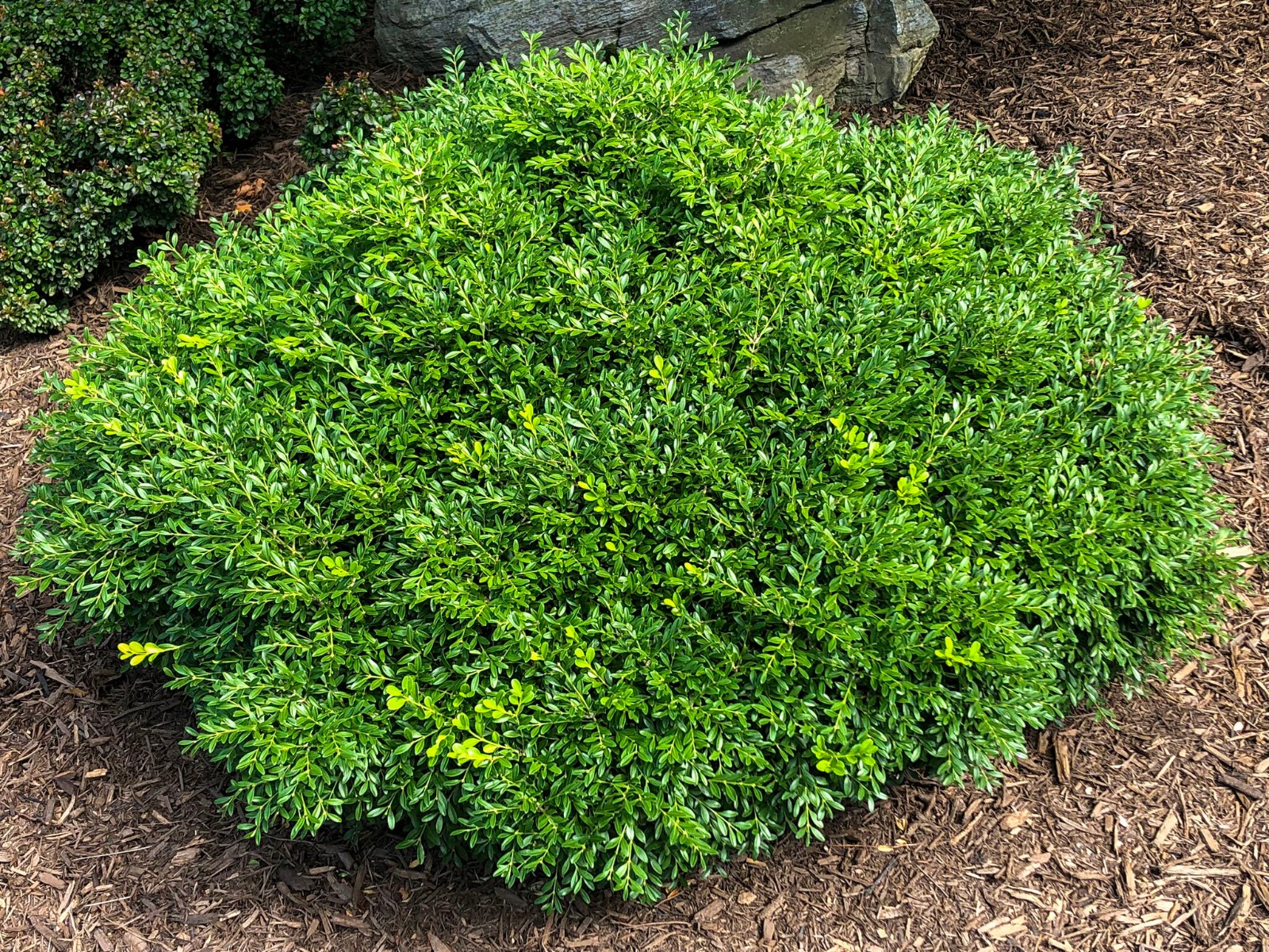 Buy Franklin s Gem Boxwood Plants Stadler Nurseries