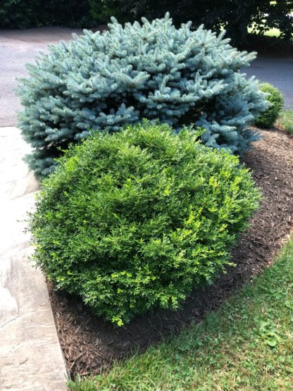 Small, round shrub planted next to larger blue shrub in small garden