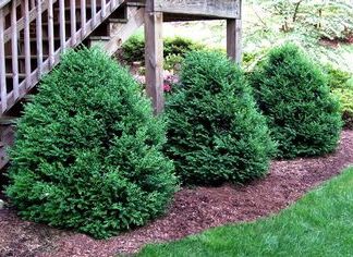 green mountain boxwoods planted by wooden deck