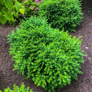 Three round, green shrubs in small garden planted next to pink flowers