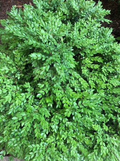 Detail of small green leaves