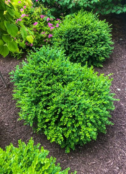 Three round, green shrubs in small garden planted next to pink flowers