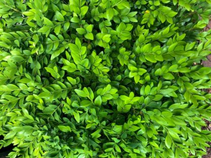 green velvet boxwood leaves