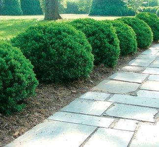 Compact, round shrubs planted in mulch along stone path