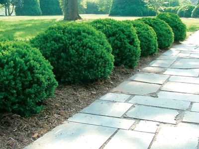 Compact, round shrubs planted in mulch along stone path