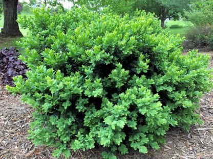 Compact, round boxwood shrub planted in mulch