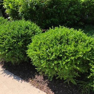 Row of round boxwood shrubs planted along a sidewalk