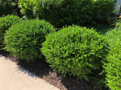 Row of round boxwood shrubs planted along a sidewalk