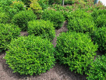 Garden bed with masses of compact, green shrubs in foreground