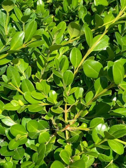 Detail of small, green boxwood leaves
