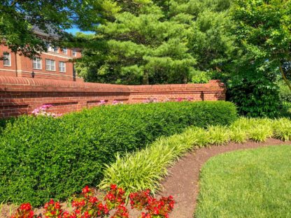Row of boxwood bushes in front of brick wall with yellow-green grasses and red flowers planted in front