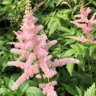 Plumes of pink flowers rising above green leaves