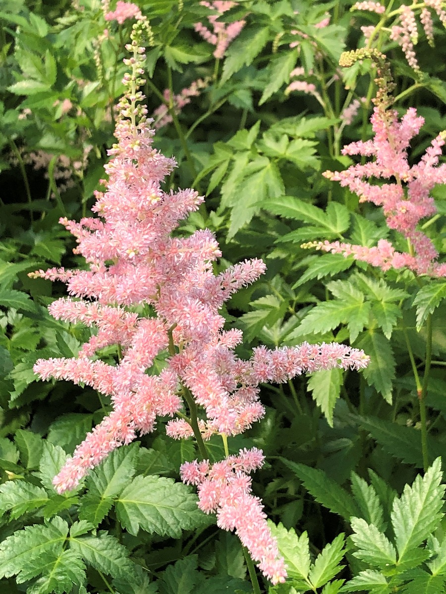 Plumes of pink flowers rising above green leaves