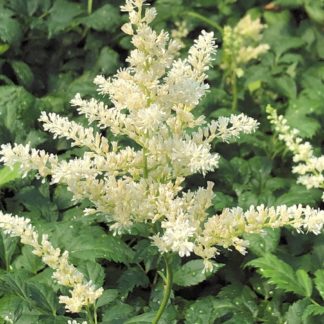 Plumes of white flowers rising above green leaves